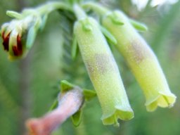 Erica brachialis corolla tubes