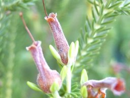 Erica brachialis ovary bursting from its corolla