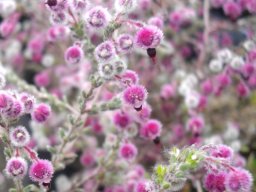 Erica bruniades, dark anthers and longer styles