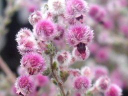 Erica bruniades white and pink hairs 