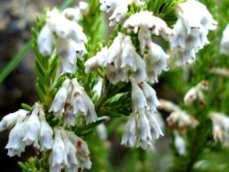 Erica afrorum var. afrorum flowering