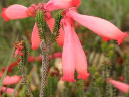 Erica cerinthoides shapely tubes