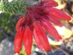 Erica cerinthoides, a hairy story 