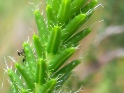 Erica cerinthoides leaf margin hairs