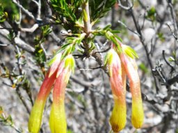 Erica curviflora