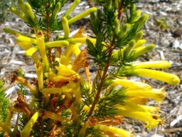 Erica curviflora flowering yellow