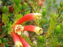 Erica densifolia flower cluster