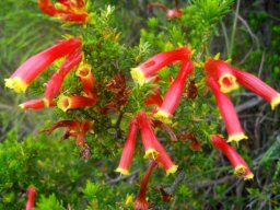 Erica densifolia