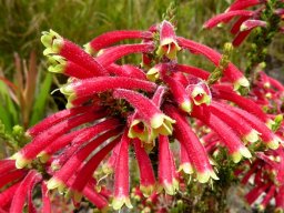 Erica densifolia flowers