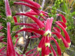 Erica densifolia buds