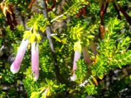 Erica diaphana