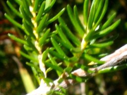 Erica discolor leaves