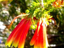 Erica discolor flower clusters