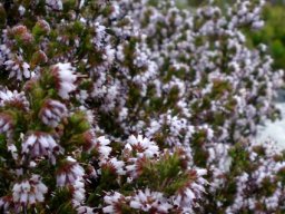 Erica ericoides on Table Mountain