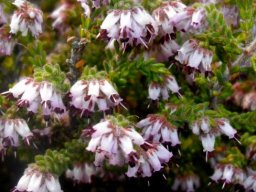 Erica ericoides flowering at stem-tips