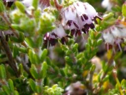 Erica ericoides leaves