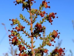 Erica exleeana