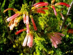 Erica glandulosa colour change