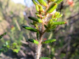 Erica glandulosa subsp. fourcadei older leaves