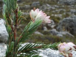 Erica glauca var. elegans leaves