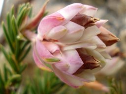 Erica glauca var. elegans flowers