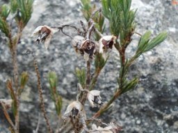 Erica glauca var. elegans storing seed
