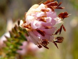 Erica globiceps subsp. consors flowers
