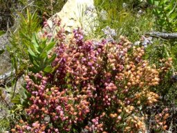 Erica globiceps subsp. consors