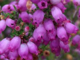 Erica gracilis flowers