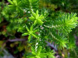 Erica halicacaba leaves from the top