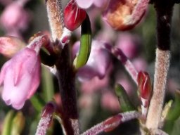 Erica irregularis floral bracts and bracteoles