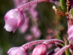 Erica irregularis flowers