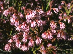 Erica labialis