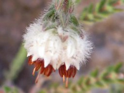Erica lanata flowers