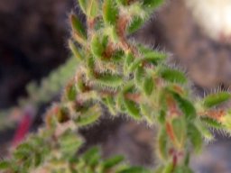 Erica lanata leaves