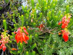 Erica mammosa