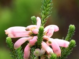 Erica mammosa contorted corollas