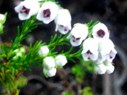 Erica margaritacea flowers