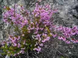Erica melanthera