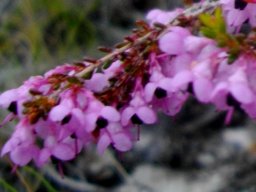 Erica melanthera leaves