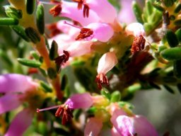 Erica species flowers