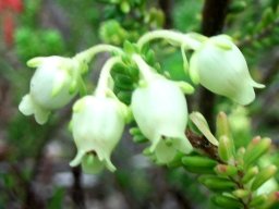 Erica oblongiflora flowers