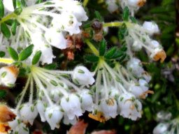 Erica pannosa flowers