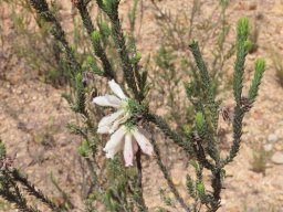 Erica pectinifolia