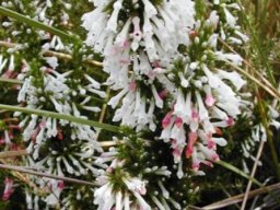 Erica perspicua