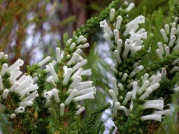 Erica perspicua subs. latifolia flowering white
