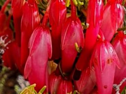 Erica plukenetii in stunning colour