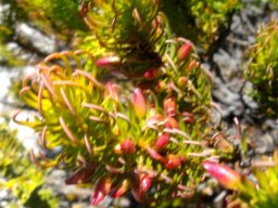 Erica plukenetii claw-like leaves