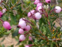 Erica pubescens