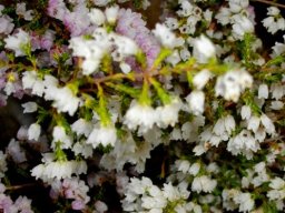Erica quadrangularis small flowers, smaller leaves